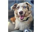 Adopt Flye a Australian Shepherd