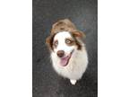 Adopt Tubbers a Australian Shepherd