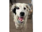 Adopt Chip a Australian Shepherd, Retriever