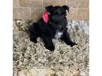 Schnauzer (Miniature) Puppy for sale in Greenbrier, AR, USA