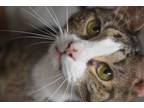 Adopt CHUS "King of Belly rubs and Cuddles" a Domestic Short Hair, Tabby