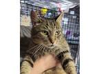 Adopt SCHATZIE "Cuddly Teddy Bear" a Tabby