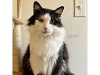 Adopt LAZ "Cat Daddy" a Domestic Long Hair, Tuxedo