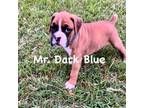 Mr. Dark Blue
