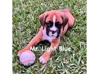 Mr. Light Blue