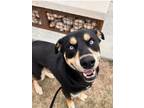 Adopt Jax III (New Digs) a Rottweiler