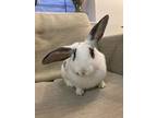 Adopt Donut a Lop Eared