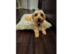 Adopt Rocky a Yorkshire Terrier