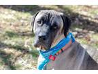 Adopt Cooper a Mastiff