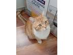 Adopt Adam a Domestic Short Hair