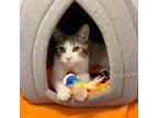 Adopt Barnaby a Domestic Short Hair