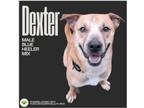 Adopt Dexter a Australian Cattle Dog / Blue Heeler, Boxer