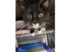 Adopt Tux a Domestic Short Hair