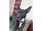 Adopt Boggee a Basenji, Terrier