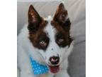 Adopt Flynn a Border Collie