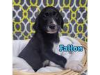 Adopt Fallon a Great Pyrenees