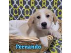 Adopt Fernando a Great Pyrenees