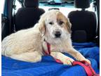Adopt Jerry a Great Pyrenees
