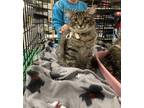 Adopt YanYan a Domestic Long Hair, Tabby