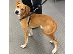 Adopt Creel a Labrador Retriever, Terrier