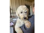 Adopt Dash a Miniature Poodle