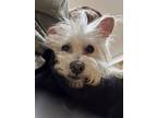 Adopt Beasley a Terrier