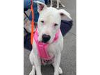 Adopt Diesel a Boxer, Bull Terrier