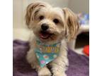 Adopt Robin a Terrier