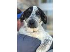 Adopt Kakie a Australian Cattle Dog / Blue Heeler