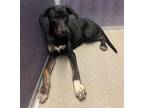 Adopt Raycolt a Cattle Dog, Labrador Retriever