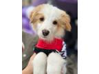 Adopt Lord Portley - Rind a Australian Shepherd, Collie