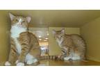 Adopt Simba and Prince a Domestic Short Hair