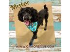 Adopt Mister (Dallas) a Poodle