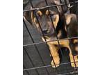 Adopt Mossy a Labrador Retriever