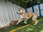 Adopt Chevy a Husky, Mixed Breed