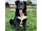 Adopt Jude a Smooth Collie, Mixed Breed