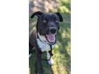 Adopt Nitro a Pit Bull Terrier, Mixed Breed