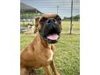 Adopt Rumble a Boxer