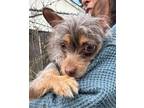 Adopt Branch a Yorkshire Terrier