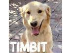 Adopt Timbit a Mixed Breed, Golden Retriever