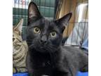 Adopt Willie a Domestic Short Hair