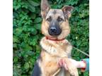 Adopt Amur a German Shepherd Dog