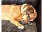 Adopt Beau a Dachshund