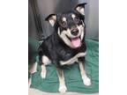 Adopt AC Harvey a Husky, German Shepherd Dog