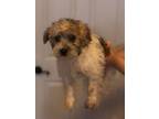 Adopt Getty a Havanese, Brussels Griffon