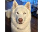 Adopt Tundra a Husky