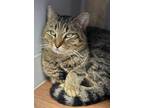 Adopt Teddie a Domestic Short Hair