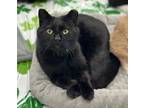 Adopt Bob-Deb a Domestic Short Hair