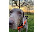 Adopt Maverick a Weimaraner