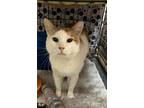 Adopt Nigel a Domestic Short Hair